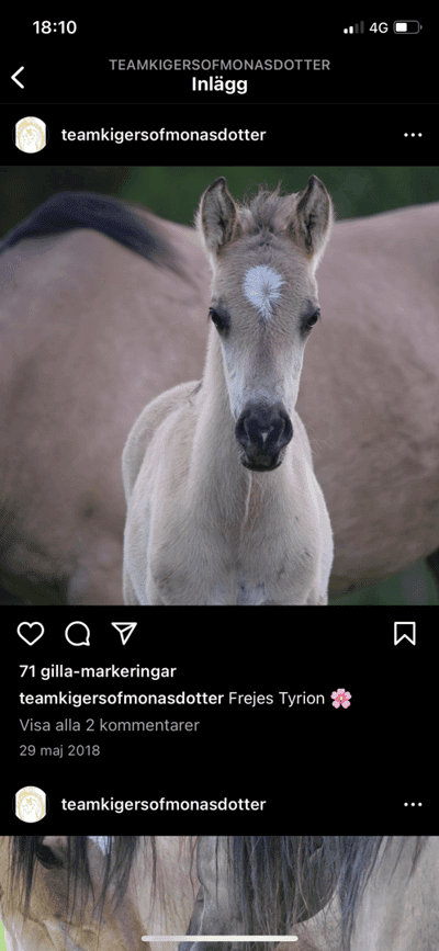 Post 13 of Kiger Mustang with title Tyrion föddes