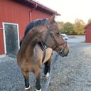 Profilbild av Lova Holmquist