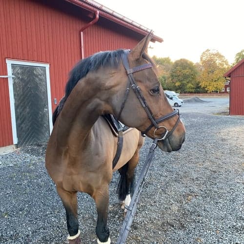 Profilbild av Lova Holmquist