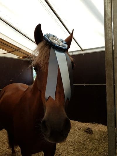 Post 10 of German Riding Pony with title SM-Jönköping🌟