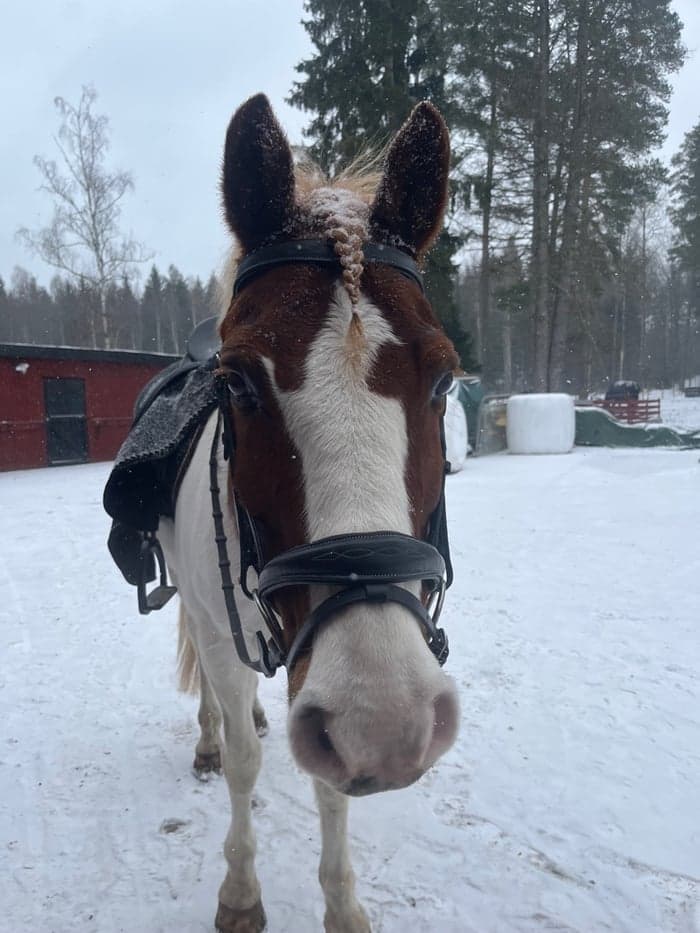 Media 4 av Bonte frits
