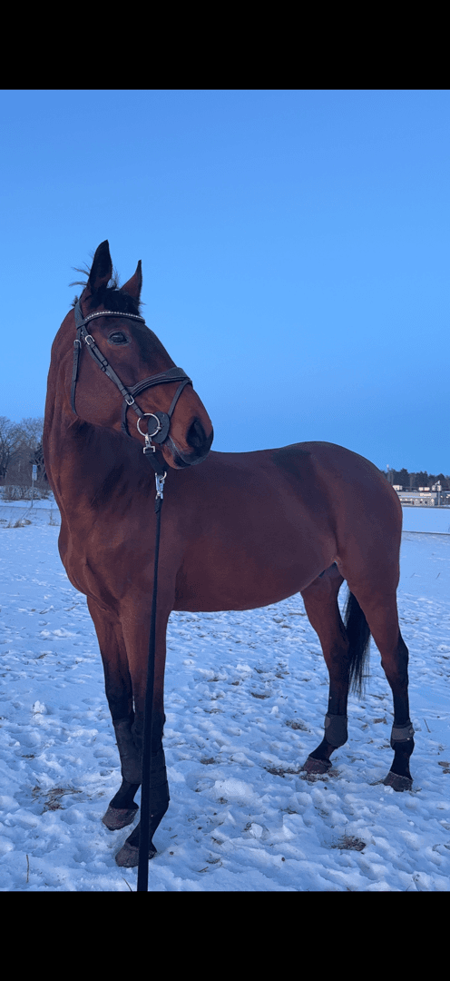 Bild 1 av MRS Casino Royal