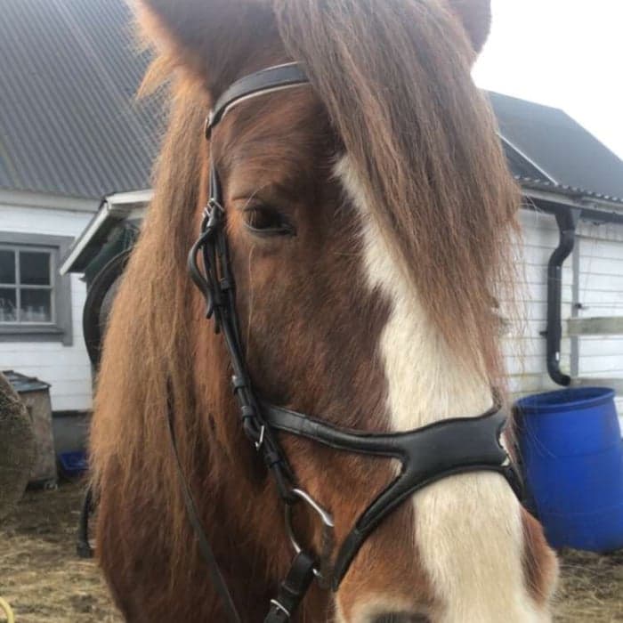 Media 1 av Dollarbackens Haliey
