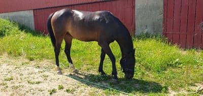 Inlägg 23 av Reining med titeln Lillfisen får också gå "lös" när det är för varmt att träna ☀️