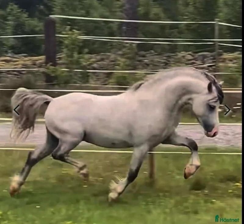 Bild 3 av Hingst i avel
