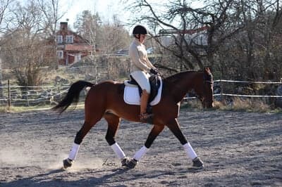 Inlägg 28 av Dressyr med titeln Kroniskt sjuk!