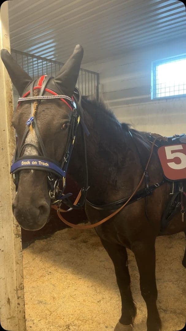 Media 1 av Månpärla C.G.