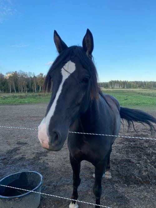 Bild av NORDENS TULA