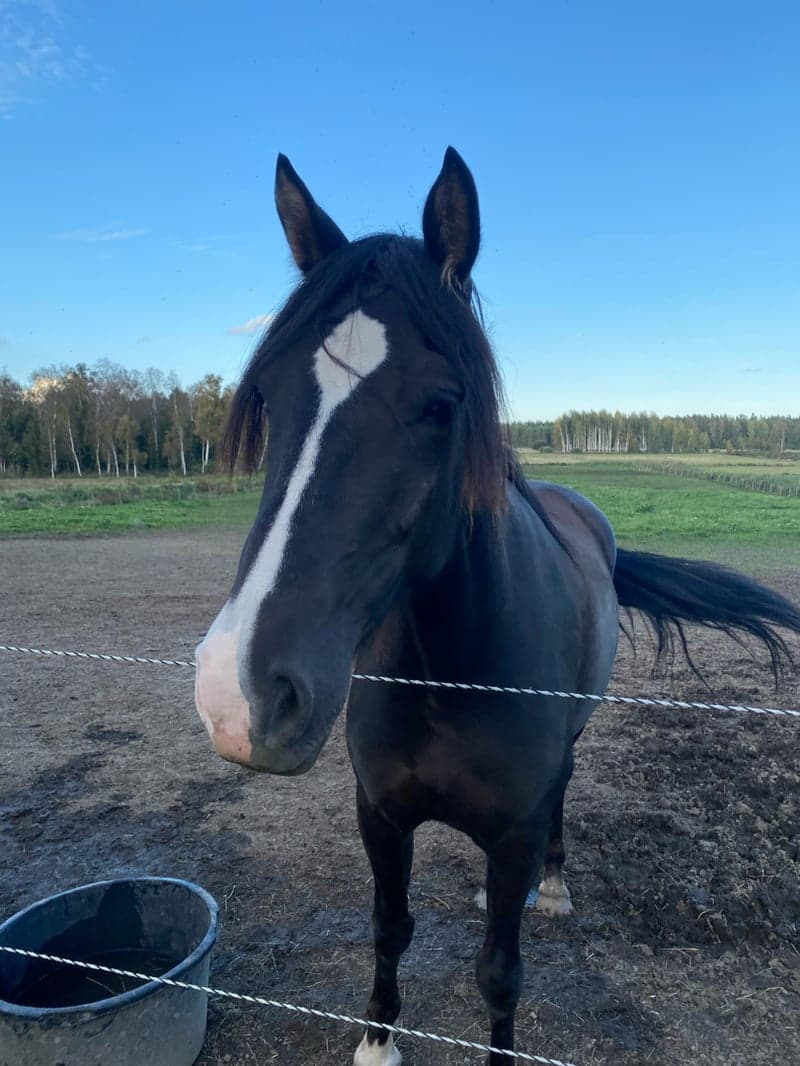 Bild 3 av NORDENS TULA