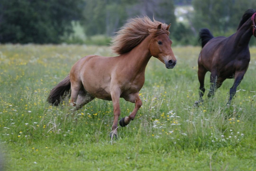 Image 1 of Allroundponny med utveckling 