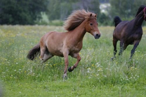 Image of Allroundponny med utveckling 