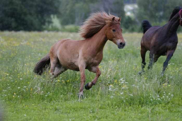 Media 1 of Allroundponny med utveckling 