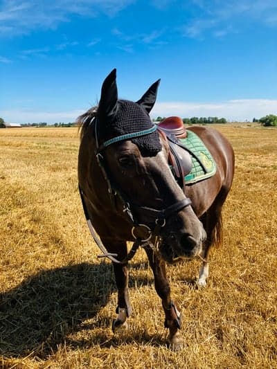 Inlägg 111 av Allround med titeln Ridtur på Lexie 🤎🫶