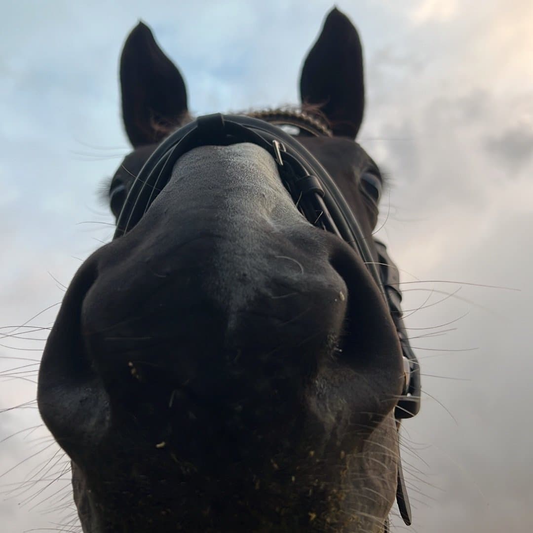 Bild 1 av Miblezia LSA (70) (SWB)