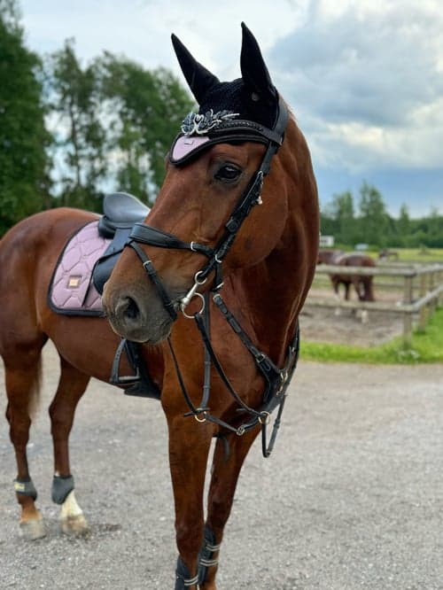Bild av Lyxig hobbyhäst