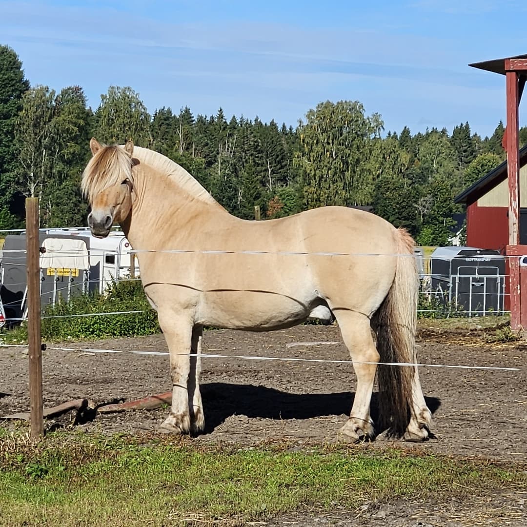 Bild 1 av Rapid Unik