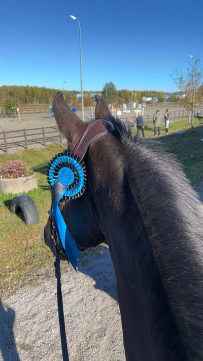 Inlägg 43 av Hoppning