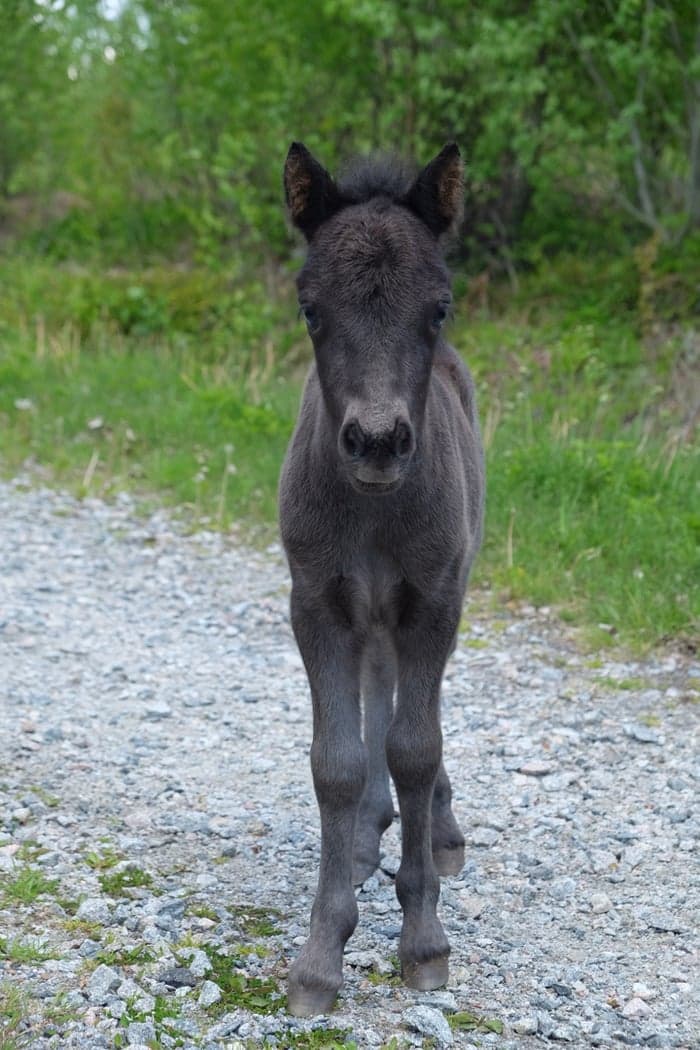 Media 4 av Furunäs Domino