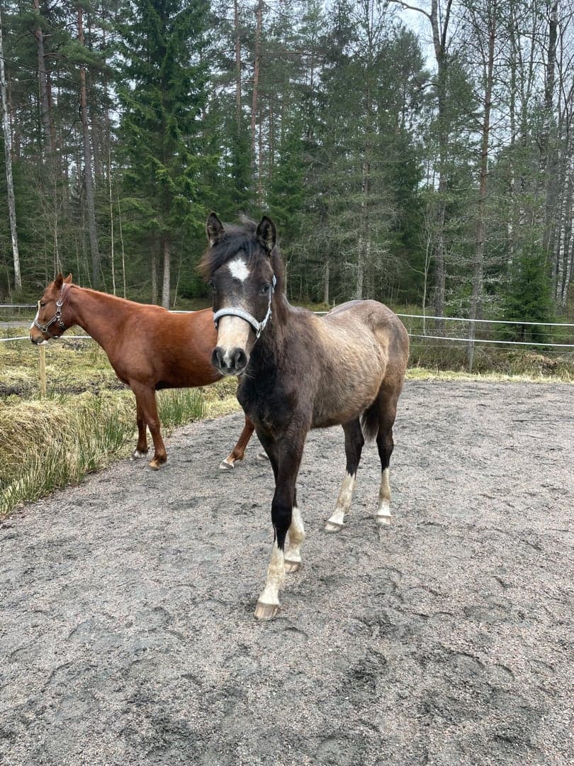 Bild 1 av Social unghäst efter Orchard sweed - Casir ask 
