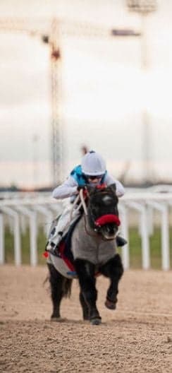 Inlägg 93 av Galopp med titeln Snart SIHS 2023!!🥳