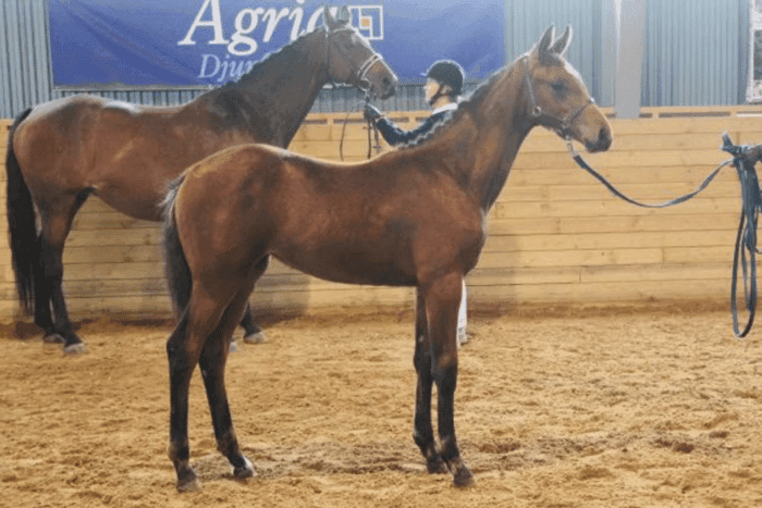 Media 4 of Janis Joplin MVG