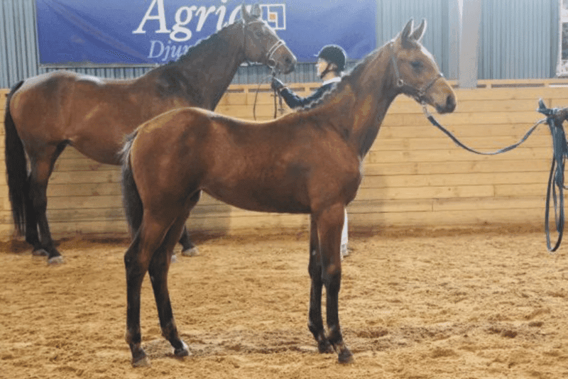 Image 4 of Janis Joplin MVG