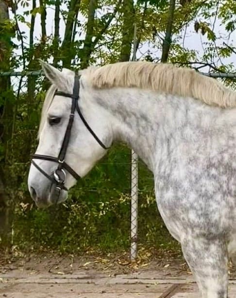 Bild av Härligt vackert sto 160 cm✨