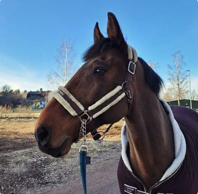 Inlägg 90 av Allround