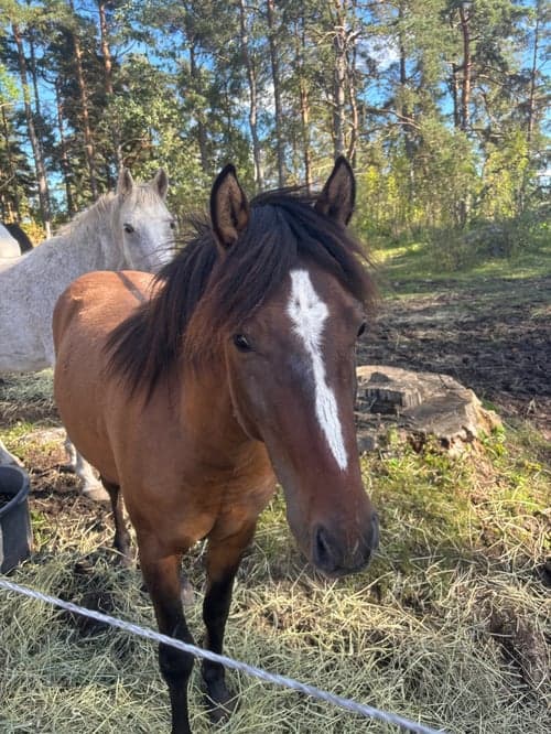 Bild av Ponnykille för framtiden