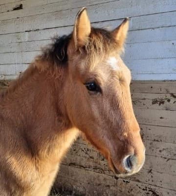 Bild 1 av K's Seventh Sense