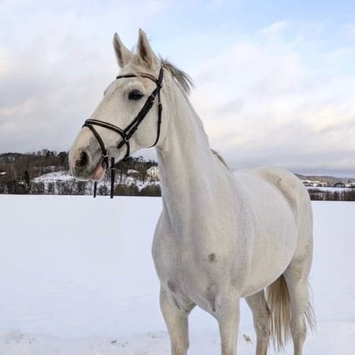 Bild av Snäll & rolig allroundhäst