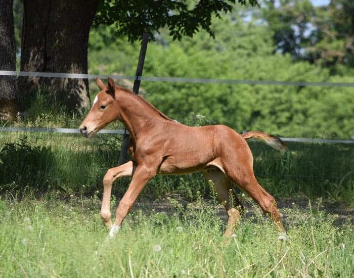 Media 4 av Fürst MVG LVST