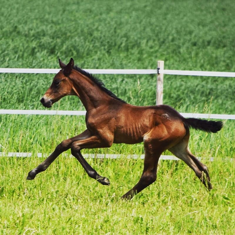 Bild 4 av Florio MVG