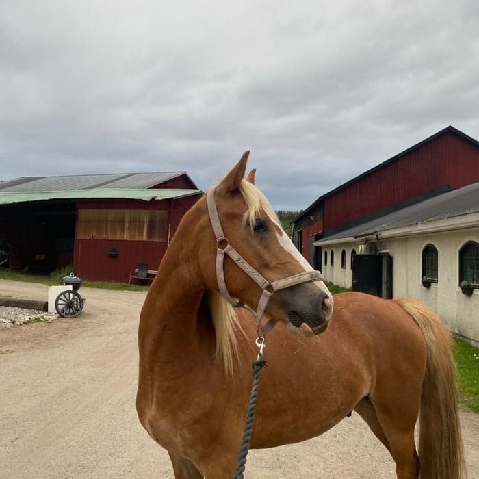 Media 1 av wish popular