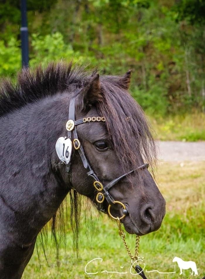 Media 1 av Humledals Bobby Clarke