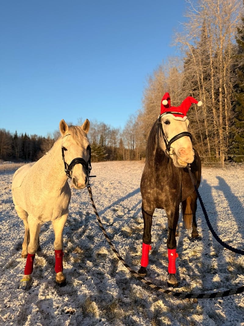 Image 4 of Piri Piri