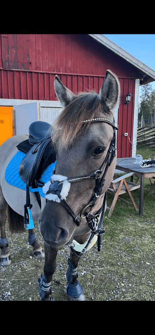 Bild 2 av Svart pullnosgrimma 