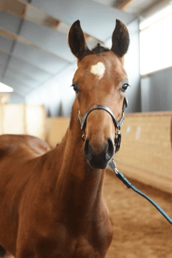 Media 2 of Janis Joplin MVG