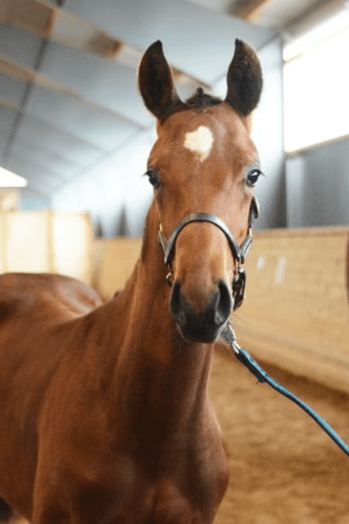 Image 2 of Janis Joplin MVG