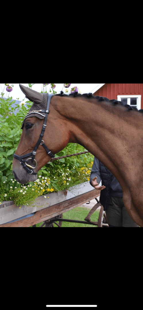 Media 1 av Ice breaker