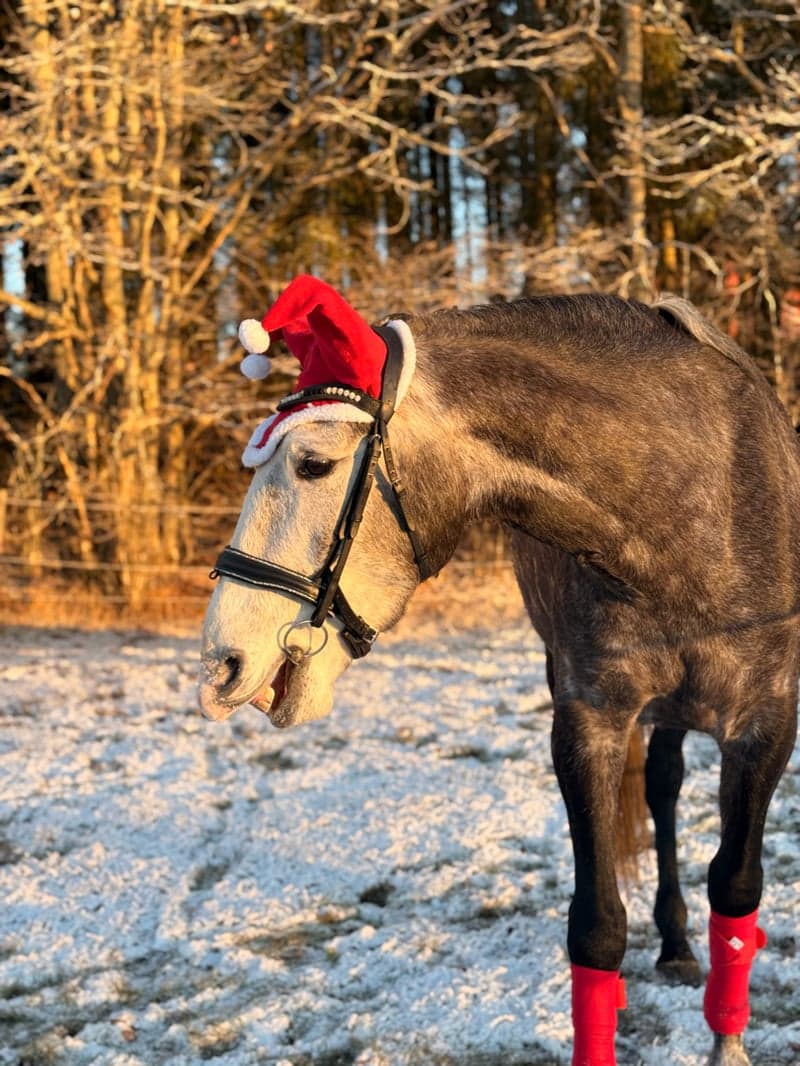 Image 2 of Piri Piri