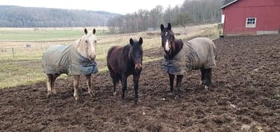 Inlägg 10 av Quarterhäst med titeln Kärlek!