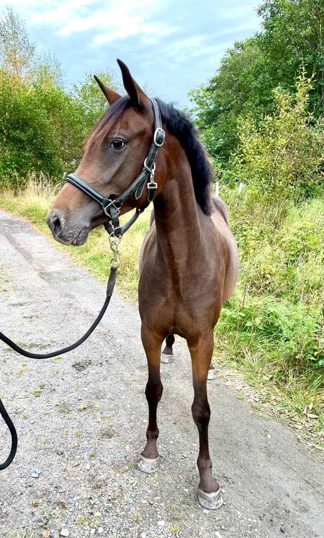 Bild 3 av Malificent