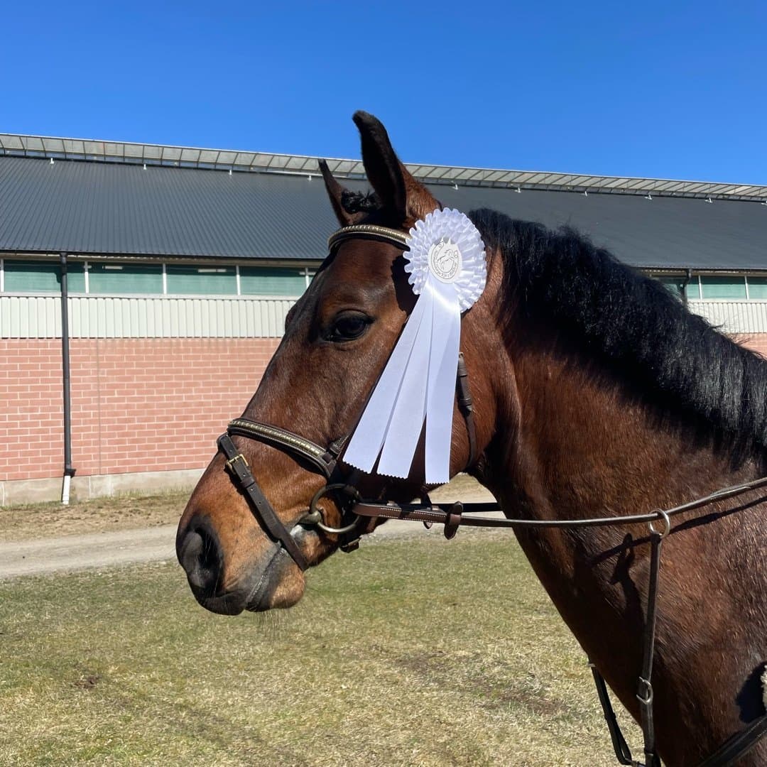 Bild 1 av Cornet's Artinus