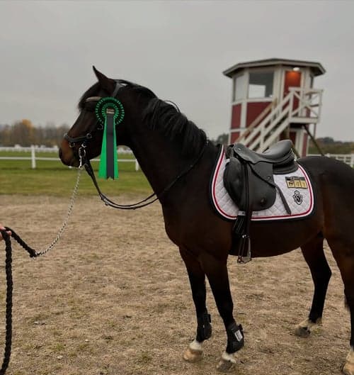 Bild av Framtida mästerskapsponny🌟