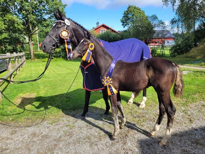 Media 5 av Magic Homerun