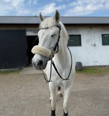Media 1 av Prince