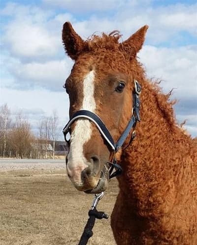 Inlägg 4 av American Curly med titeln Tindra