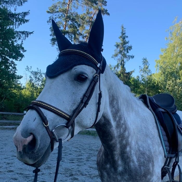 Media 1 av XL's Granita