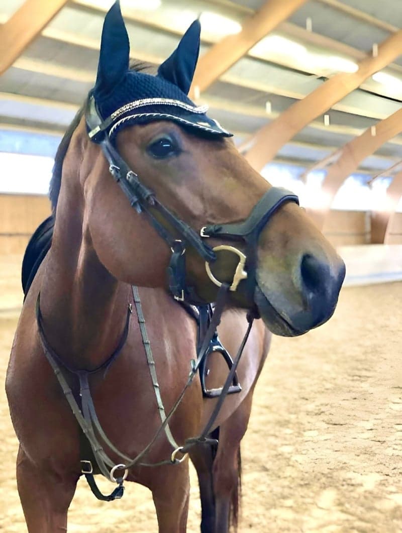 Image 2 of Swb sto f 15